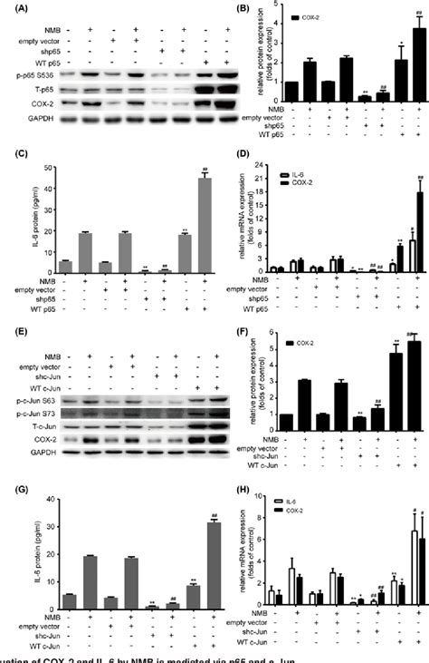 Figure 3 From Neuromedin B Mediates Il 6 And Cox 2 Expression Through