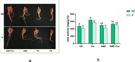 Effects Of The Synergistic Treatments Of Arbuscular Mycorrhizal Fungi