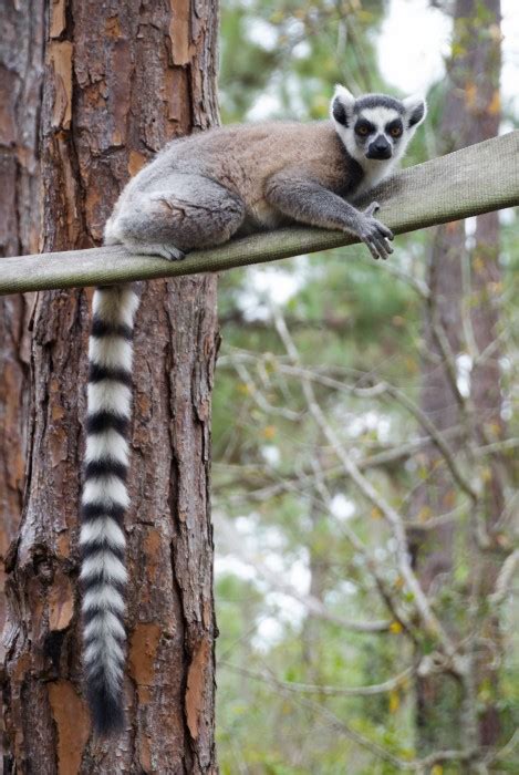 A Visit To The Lemur Conservation Foundations Lemur Reserve Lemur