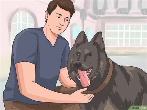 Cómo pasear a tu perro 12 Pasos con imágenes wikiHow