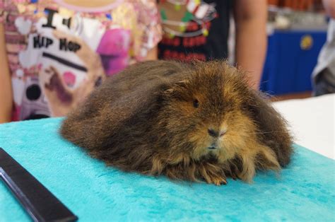 Guinea Pig Vet Perth Melbourne The Unusual Pet Vets