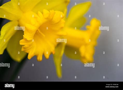 Bright Yellow Daffodil Flowers Details As A Natural Spring Background