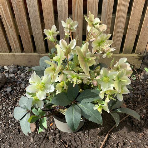 Hellebore Winter Darling Helleborus Bunkers Hill Plant Nursery