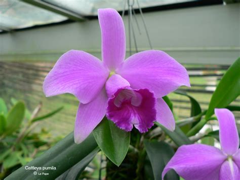 Cattleya Pumila