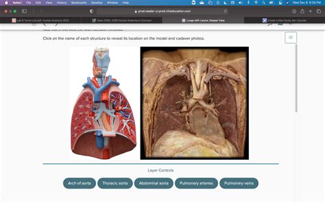 Circulatory System Diagram Quizlet