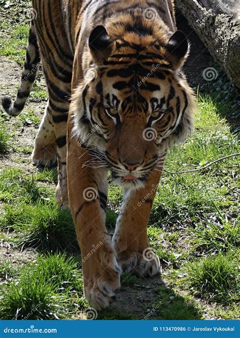 Walking Tiger - Detail of Head Stock Photo - Image of beauty