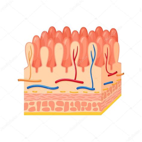 Intestinal Wall Anatomy Stock Vector Image By ©nordfox 114094448