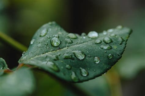 Imagen Gratis Rocío Hojas Verdes Humedad Lluvia Húmedo Hoja