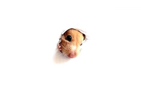 Hamster Meme Wallpapers - Top Free Hamster Meme Backgrounds ...