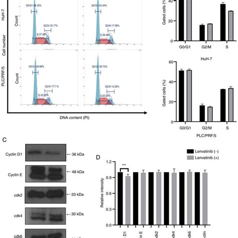 Schematic Model Of Lenvatinib Inhibition On Cell Proliferation And G 0