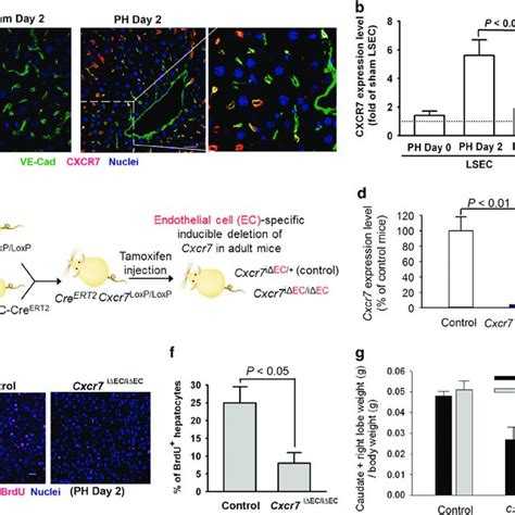 Sdf Activates Cxcr On Lsec Inducing Akt Dependent Activation Of Id