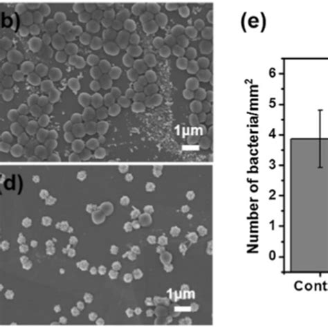 Antibacterial Effect Tio Films Depending On Nucleation Time Sem