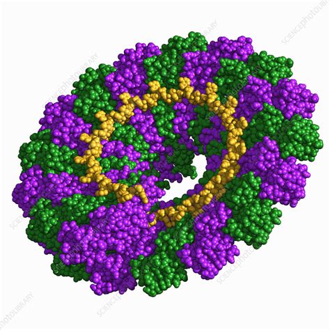 Tobacco Mosaic Virus Capsid Molecular Model Stock Image C057 2570