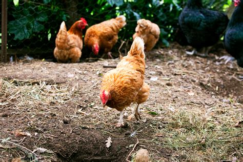 Keeping Chickens Burke S Backyard