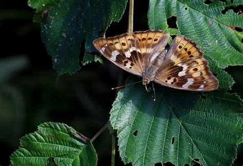 Apatura Ilia Rimvydas Kinduris Flickr