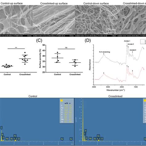 Surface Characterization Of Crosslinked Collagen Scaffolds A