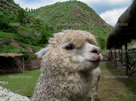 Huacaya alpaca Stock Photo by ©boggy22 47661455