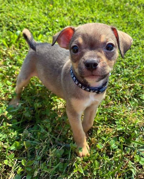 Chipit Pitbull And Chihuahua Mix Info Pictures Facts Faqs And More