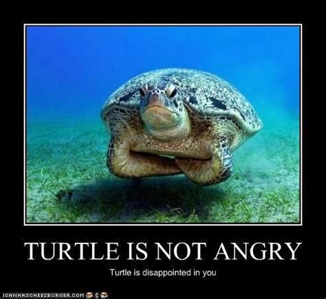 Turtle Memes Clean