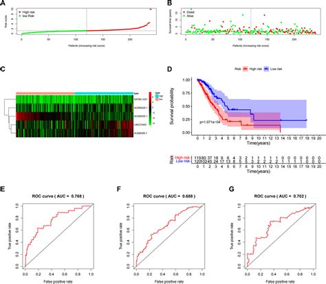 Frontiers An Efficient Five Lncrna Signature For Lung Adenocarcinoma