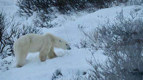 Leave Churchill behind to see Canada's polar bears up close – Lonely ...