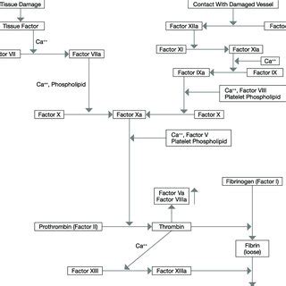 Pdf Applying The Cell Based Coagulation Model In The Management Of