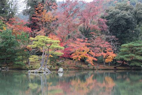 The Garden Autumn in Kyoto at Japan Stock Image - Image of tree, spring ...