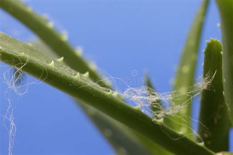 Aloe Arborescens Stock Image Image Of Botanical Flora 205705335