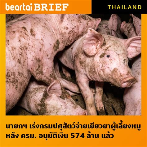 Beartai Brief ⦿ นายกฯ เร่งกรมปศุสัตว์จ่ายเยียวยาผู้เลี้ยงหมู หลัง