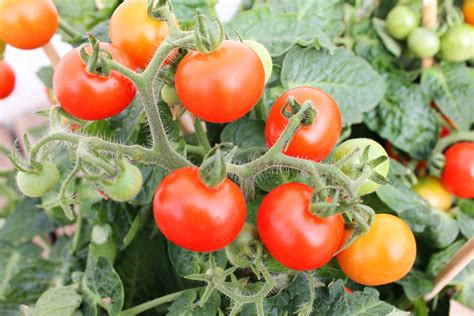 How To Spot Aphids On Tomato Plants (And What You Can Do To Stop Them!)