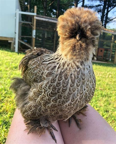 A Complete Guide To Silkie Chicken Colors Breeding Chart Sexing