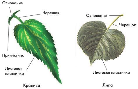 лист растения