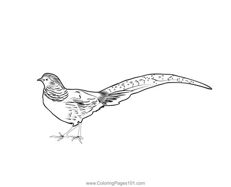 Golden Pheasant 4 Coloring Page Golden Pheasant Coloring Pages Color