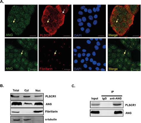 Plscr Interacts With Ang In Nucleus Of Hela Cells A Subcellular