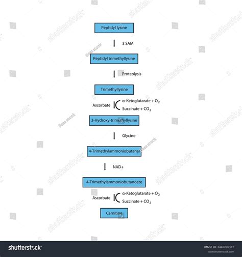 Diagram Showing Carnitine Biosynthesis Peptidyl Lysine Stock Vector