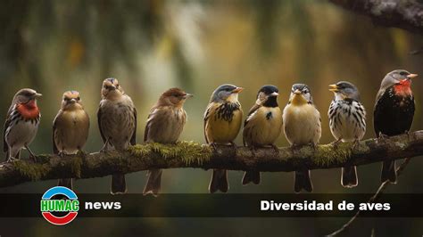 Diversidad de aves Cuántos géneros hay Humac