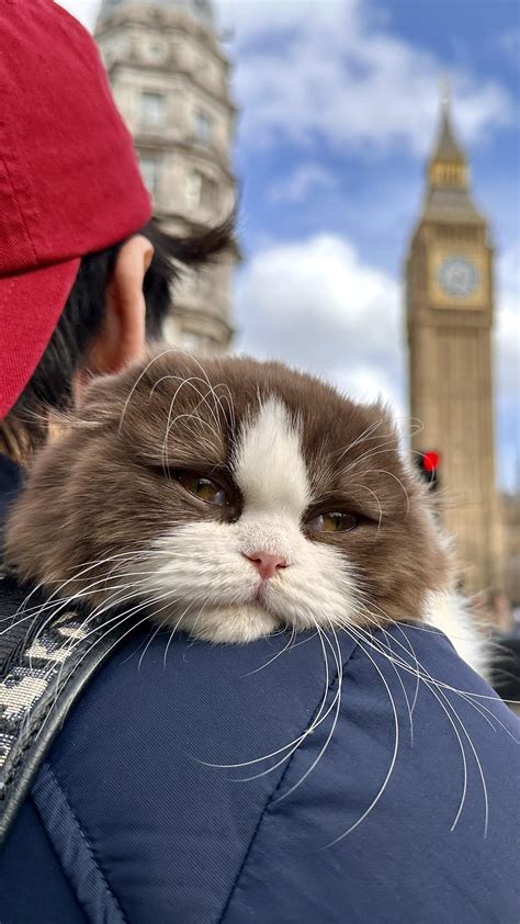 Lady Coco Meets Big Ben In Sunny London 🇬🇧 Rscottishfold