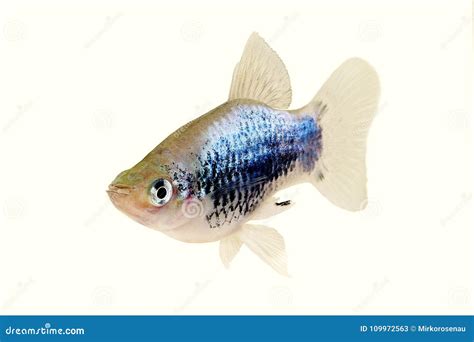 Platy Neon Blue Wagtail Xiphophorus Maculatus Mickey Mouse Platy