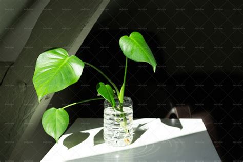 Swiss Cheese Plant Propagation - Stock Photos | Motion Array