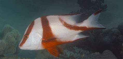 Red Emperor Snapper Lutjanus Sebae Mark Rosenstein Flickr