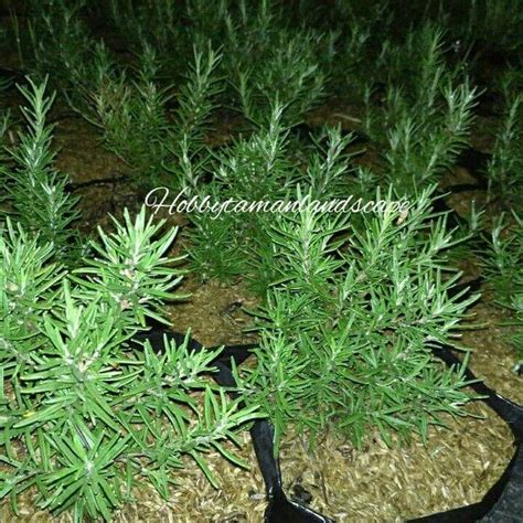 Ready Stok Tanaman Hias Rosemary Tanaman Pengusir Nyamuk Tanaman