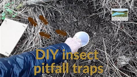 Weekly Science Challenge Insect Pitfall Traps YouTube