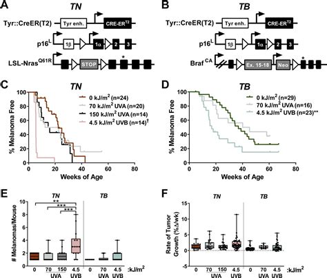 Uvb Mutagenesis Differs In Nras And Braf Mutant Mouse Models Of