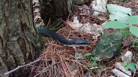 Longest Snake Ever Captured With My Drone Camera🐍🐍🐍 Youtube