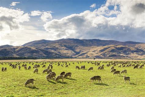 Herd Of Sheep, Canterbury, New Zealand by Matteo Colombo