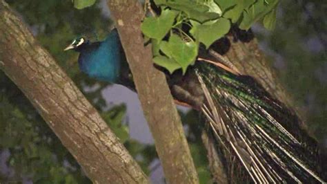 Escaped Peacock Spotted In Tree In The Bronx