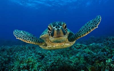 The Hawksbill Turtles | Red Sea | The Wildlife