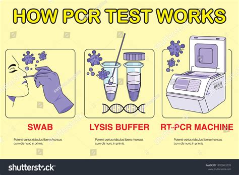 How Pcr Test Works Pcr Test Stock Vector Royalty Free 1895063239