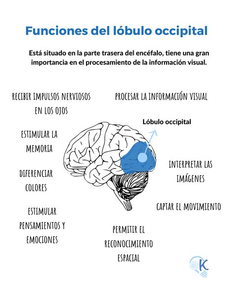 El Cerebro Y Aprendizaje Kichihua