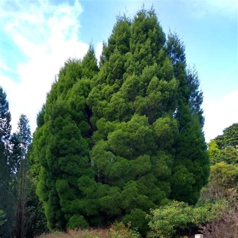 Baileys Cypress Pine (Callitris Baileyi) | Sequoia Valley Farms